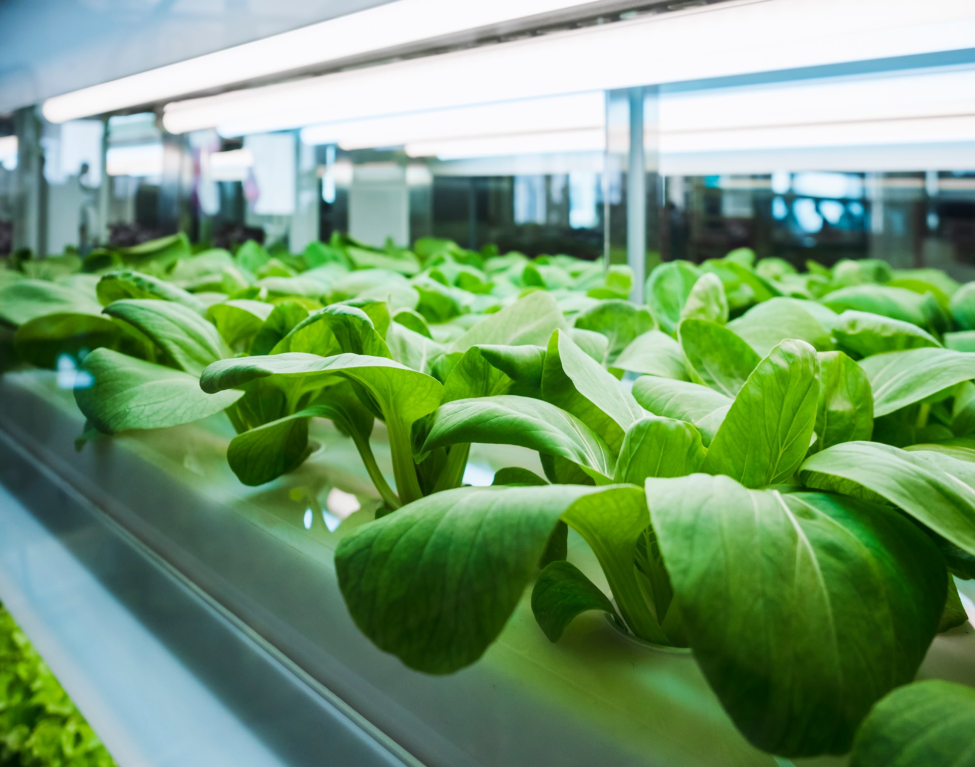 Greenhouse vegetables Plant row Grow with Led Light Indoor Farming technology