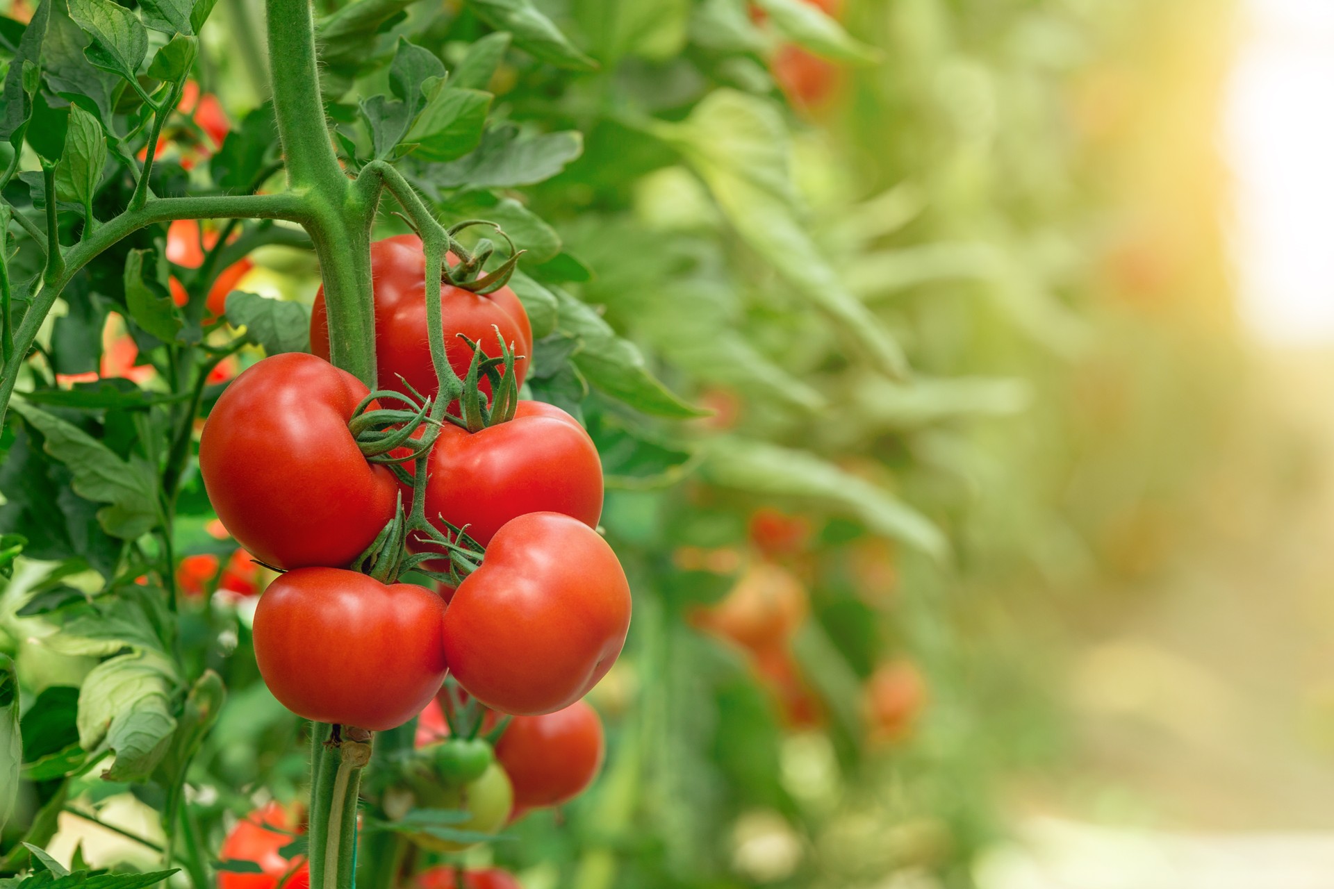 Tomatoes growing in greenhouse